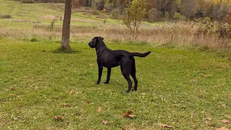Prairie Moraine Dog Park - Verona, WI