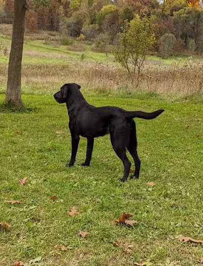 Prairie Moraine Dog Park - Verona, WI