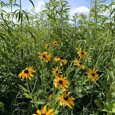 Prairie Moraine Dog Park - Verona, WI
