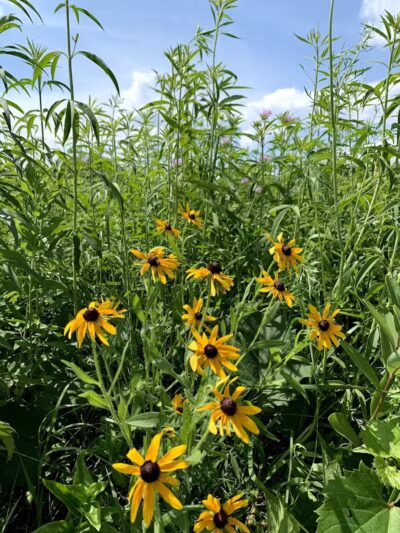 Prairie Moraine Dog Park - Verona, WI