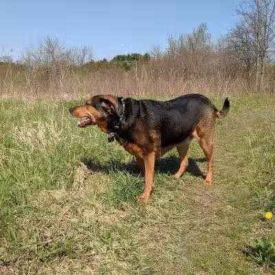 Prairie Moraine Dog Park - Verona, WI