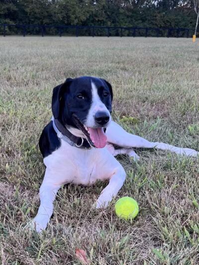Woodford County Dog Park - Versailles, KY