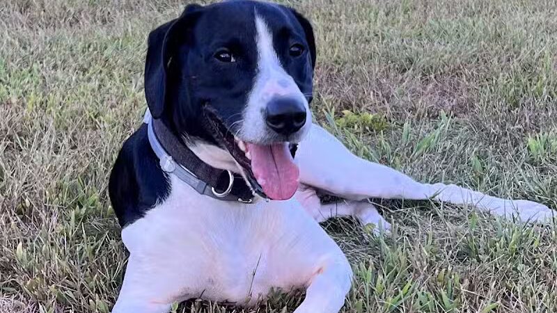 Woodford County Dog Park - Versailles, KY