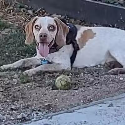 Woodford County Dog Park - Versailles, KY