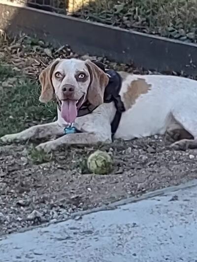 Woodford County Dog Park - Versailles, KY