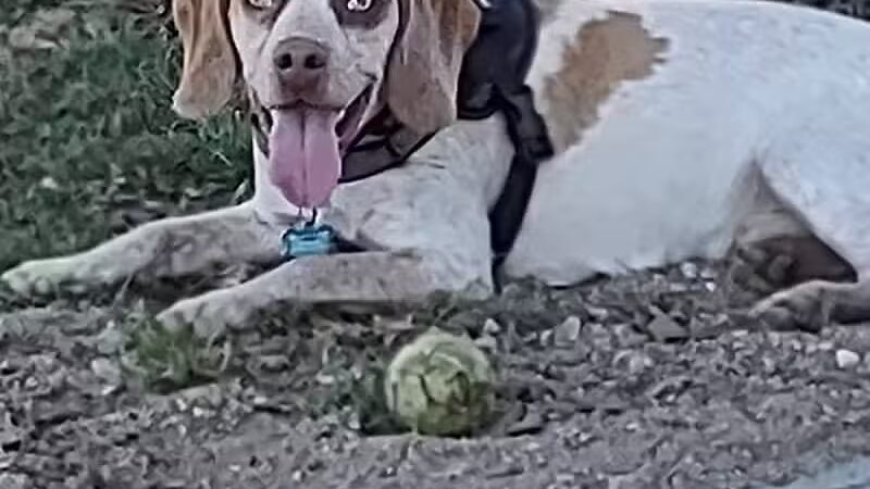 Woodford County Dog Park - Versailles, KY