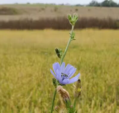 Woodford County Dog Park - Versailles, KY