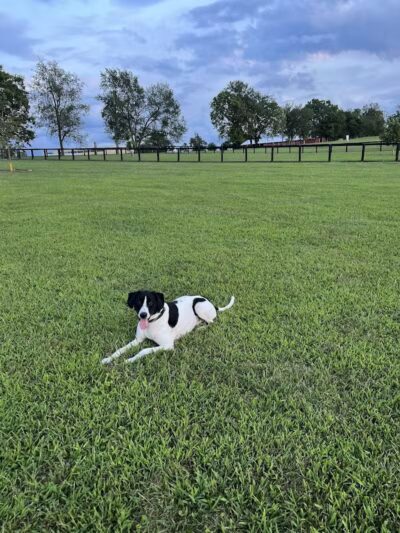 Woodford County Dog Park - Versailles, KY
