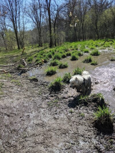 Carver Park Reserve Off-Leash Dog Park - Victoria, MN