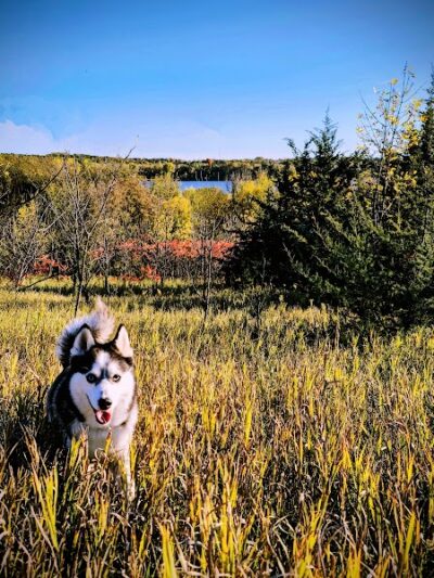 Carver Park Reserve Off-Leash Dog Park - Victoria, MN