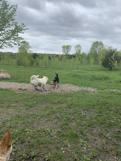 Carver Park Reserve Off-Leash Dog Park - Victoria, MN