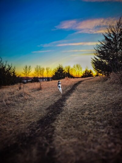 Carver Park Reserve Off-Leash Dog Park - Victoria, MN