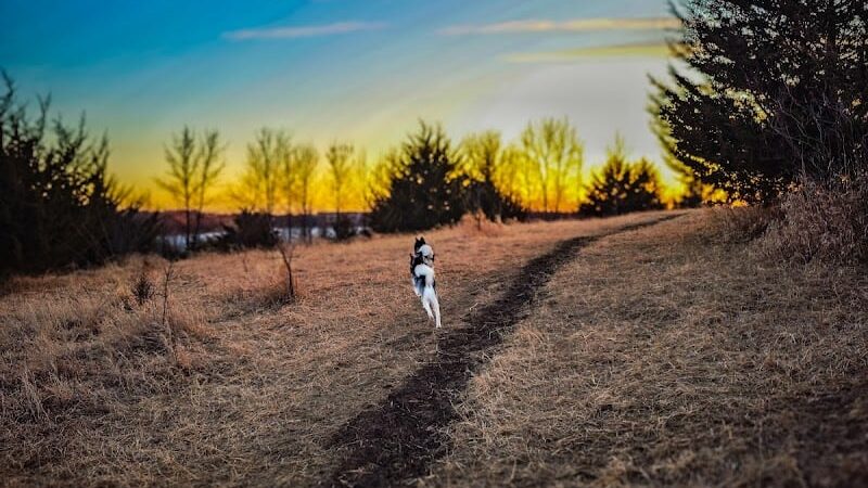 Carver Park Reserve Off-Leash Dog Park - Victoria, MN