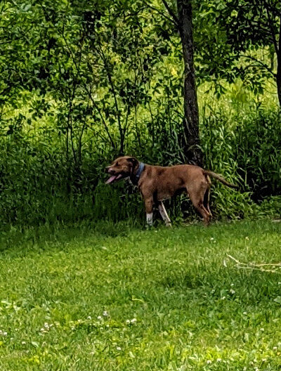 Carver Park Reserve Off-Leash Dog Park - Victoria, MN