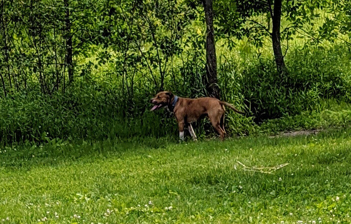 Carver Park Reserve Off-Leash Dog Park - Victoria, MN