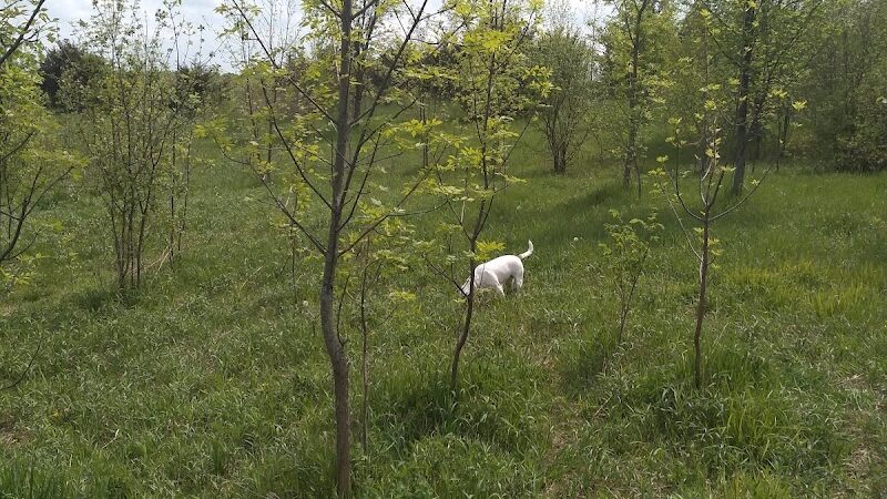 Carver Park Reserve Off-Leash Dog Park - Victoria, MN
