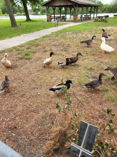 City of Vineland Dog Park