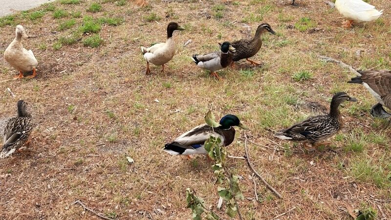 City of Vineland Dog Park