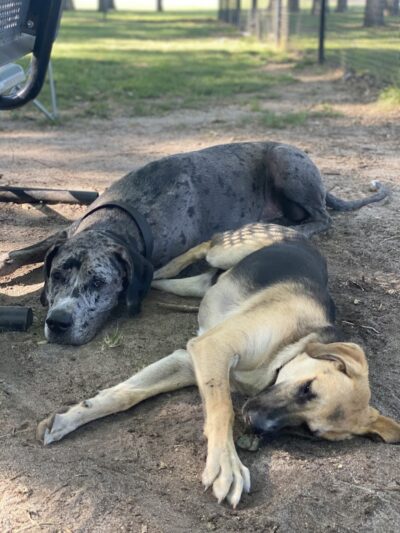 City of Vineland Dog Park