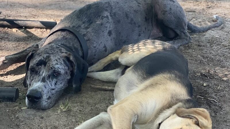 City of Vineland Dog Park