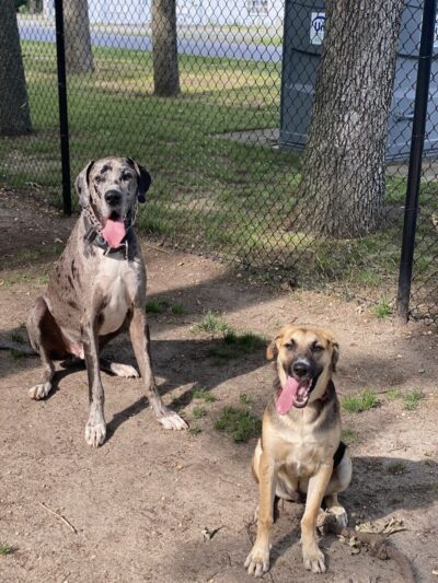 City of Vineland Dog Park