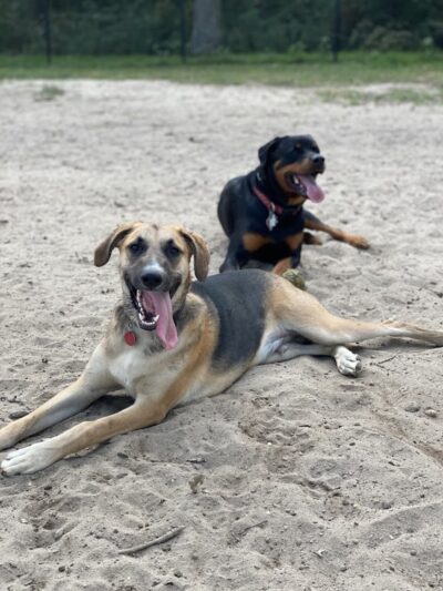 City of Vineland Dog Park