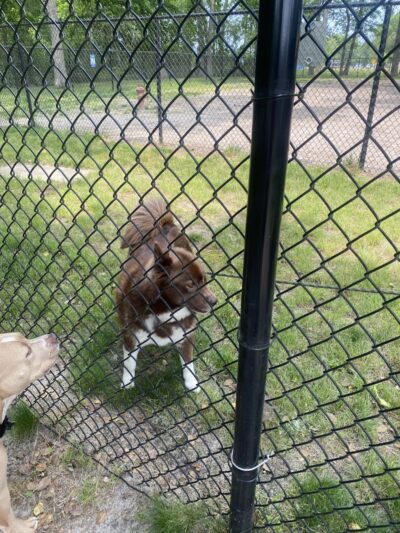 City of Vineland Dog Park