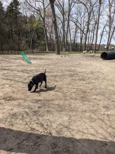 City of Vineland Dog Park