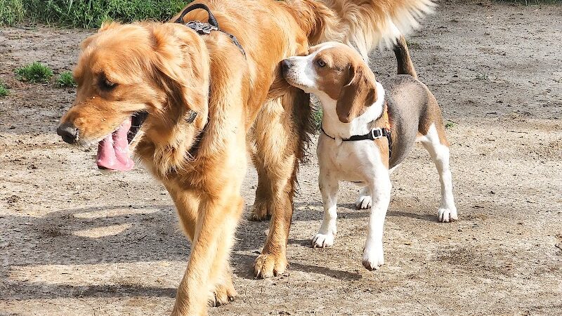 Red Wing Dog Park - Virginia Beach, VA