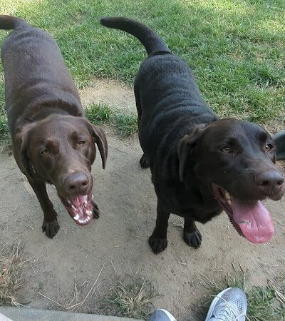 Red Wing Dog Park - Virginia Beach, VA