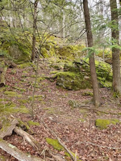 Hop Field Trailhead - Voorheesville, NY