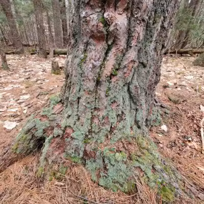 Hop Field Trailhead - Voorheesville, NY