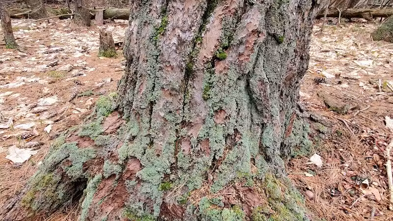 Hop Field Trailhead - Voorheesville, NY