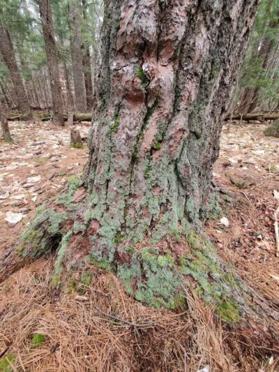 Hop Field Trailhead - Voorheesville, NY