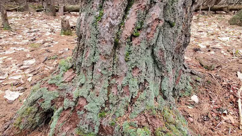 Hop Field Trailhead - Voorheesville, NY