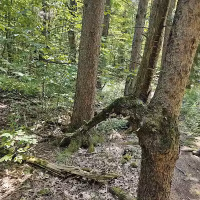 Keleher Preserve - Voorheesville, NY