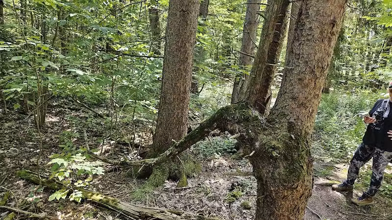Keleher Preserve - Voorheesville, NY