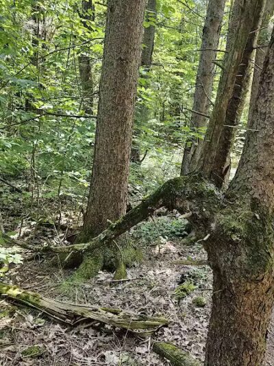 Keleher Preserve - Voorheesville, NY