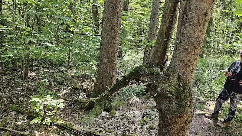 Keleher Preserve - Voorheesville, NY