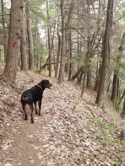 Keleher Preserve - Voorheesville, NY