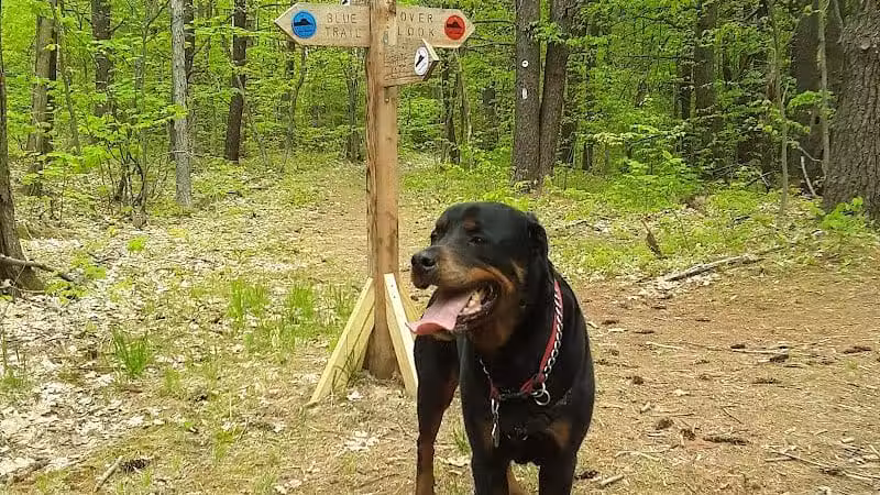 Keleher Preserve - Voorheesville, NY