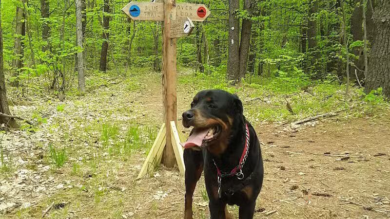 Keleher Preserve - Voorheesville, NY