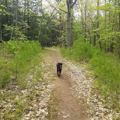 Keleher Preserve - Voorheesville, NY