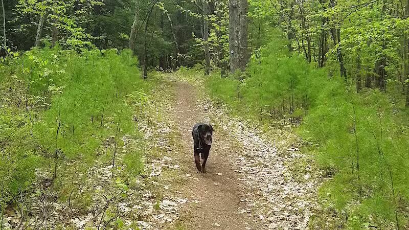 Keleher Preserve - Voorheesville, NY