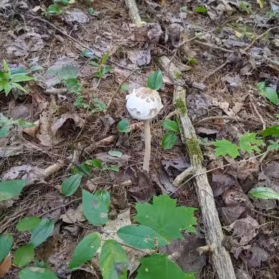 Keleher Preserve - Voorheesville, NY