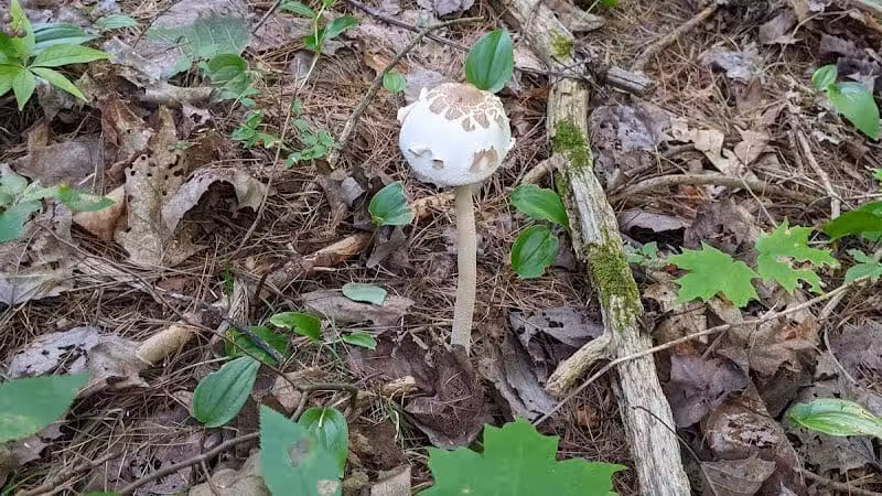 Keleher Preserve - Voorheesville, NY