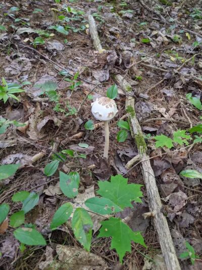 Keleher Preserve - Voorheesville, NY