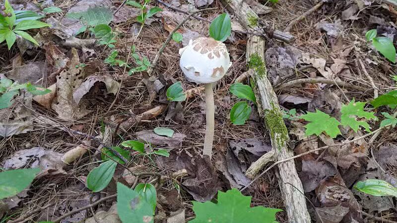 Keleher Preserve - Voorheesville, NY