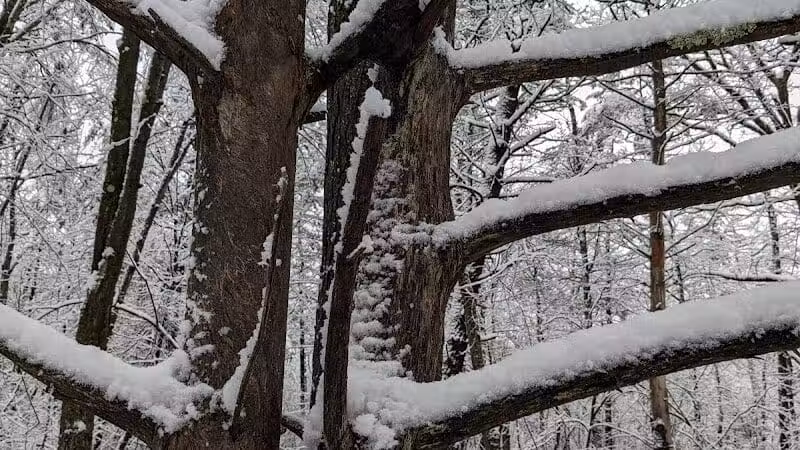 Stephen P Wallace Park - Voorheesville, NY