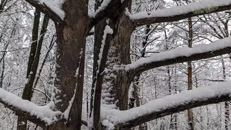 Stephen P Wallace Park - Voorheesville, NY
